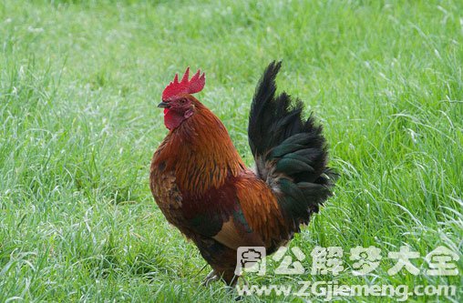 孕妇梦见一只公鸡 孕妇梦见一只公鸡