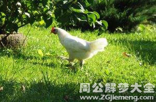 孕妇梦见白鸡 孕妇梦见白鸡