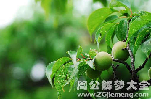 孕妇梦见绿杏 孕妇梦见绿杏