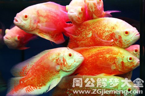 花鱼 花鱼