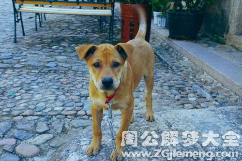 怀孕梦见黄狗 怀孕梦见黄狗