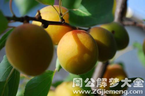 孕妇梦见黄杏 孕妇梦见黄杏