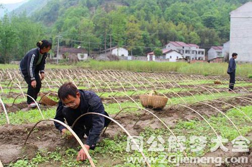 孕妇梦见拔苗 孕妇梦见拔苗