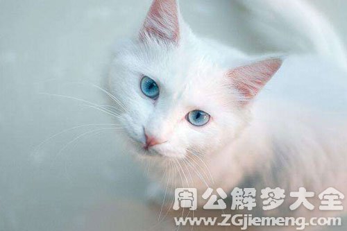 孕妇梦见一只白猫 孕妇梦见一只白猫