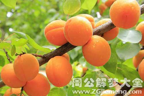 怀孕梦见杏子 怀孕梦见杏子