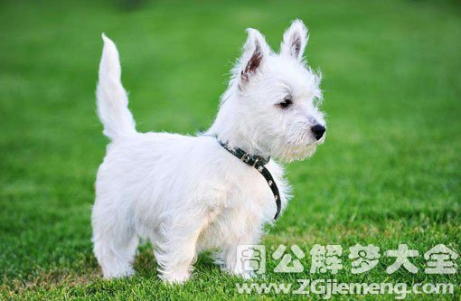 孕妇梦见白色狗 孕妇梦见白色狗