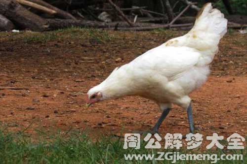 孕妇梦见白色鸡 孕妇梦见白色鸡