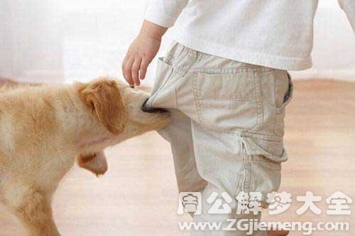 孕妇梦见狗咬屁股