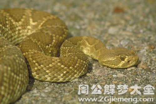 孕妇梦见满地的蛇 孕妇梦见满地的蛇