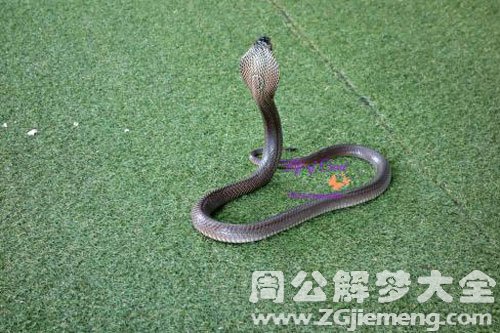 为什么怀孕了会梦见蛇