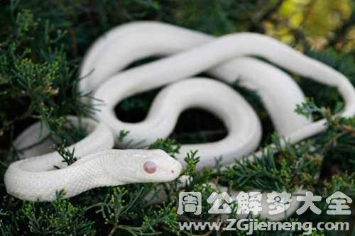 怀孕梦见大白蛇 怀孕梦见大白蛇