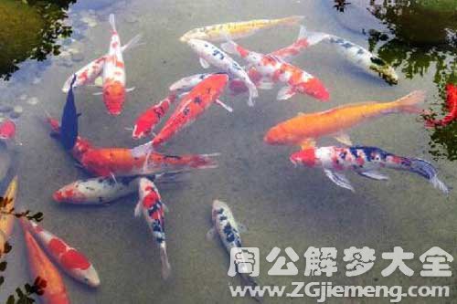 孕妇梦见捉到鱼 孕妇梦见捉到鱼