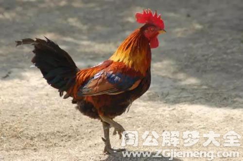 公鸡 公鸡