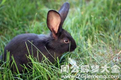 孕妇梦见黑兔 孕妇梦见黑兔