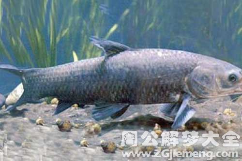 孕妇梦见青鱼 孕妇梦见青鱼