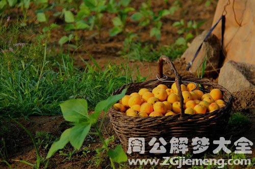 孕妇梦见摘杏吃 孕妇梦见摘杏吃
