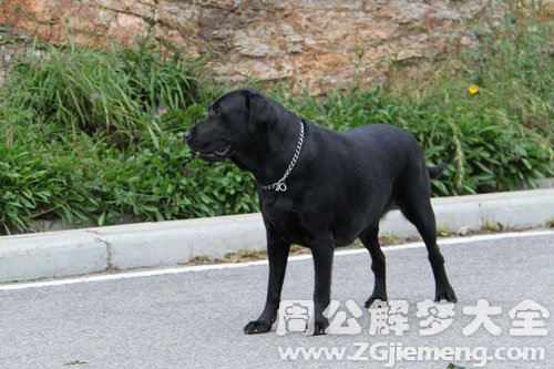 孕妇梦见一只黑狗 孕妇梦见一只黑狗