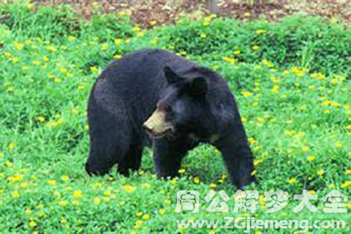 怀孕梦见黑熊