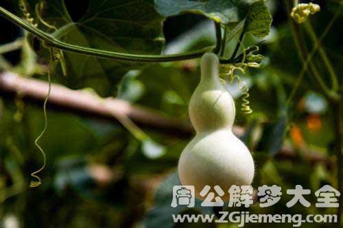 怀孕梦见葫芦 怀孕梦见葫芦