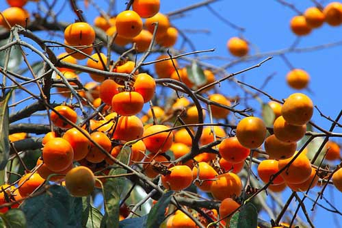 怀孕梦见柿子 怀孕梦见柿子