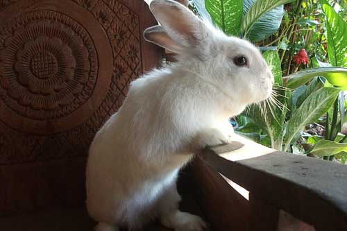 孕妇梦见白兔 孕妇梦见白兔