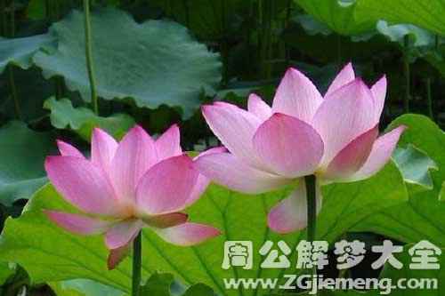孕妇梦见荷花荷叶