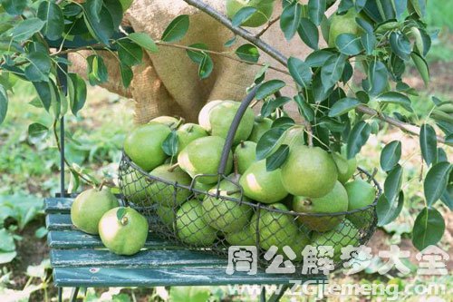 孕妇梦见青梨 孕妇梦见青梨