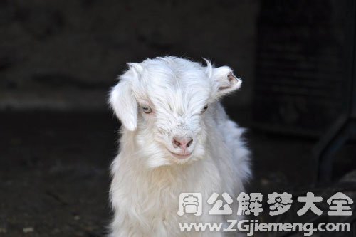 孕妇梦见一只白羊 孕妇梦见一只白羊