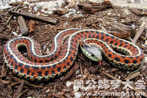 孕妇母亲梦见蛇 孕妇母亲梦见蛇