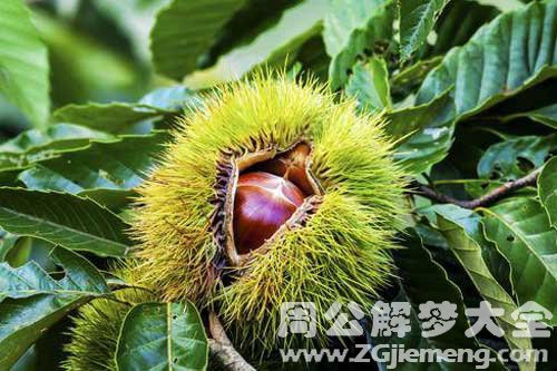 孕妇梦见板栗树