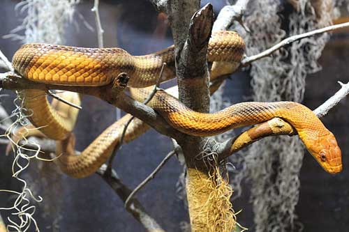 怀孕做梦梦见蛇 怀孕做梦梦见蛇