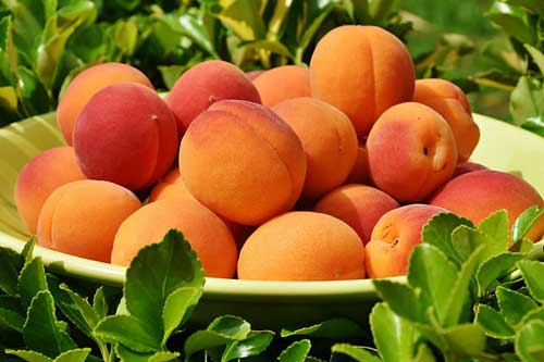 孕妇梦见吃杏子 孕妇梦见吃杏子