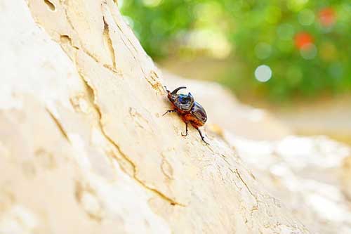 怀孕梦见虫子 怀孕梦见虫子