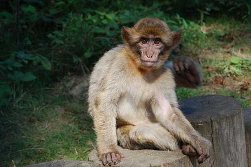 怀孕梦见猴子 怀孕梦见猴子