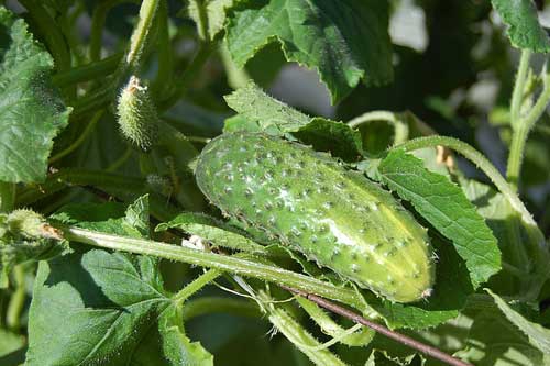 怀孕梦见黄瓜 怀孕梦见黄瓜