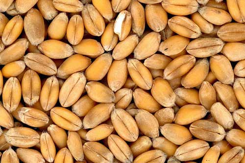 孕妇梦见麦子 孕妇梦见麦子