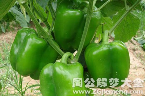 青椒 青椒