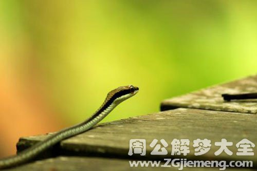 孕妇梦见吃小蛇 孕妇梦见吃小蛇