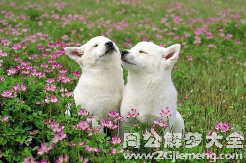 孕妇梦见狗受伤