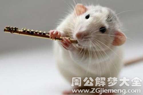 孕妇梦见踩老鼠