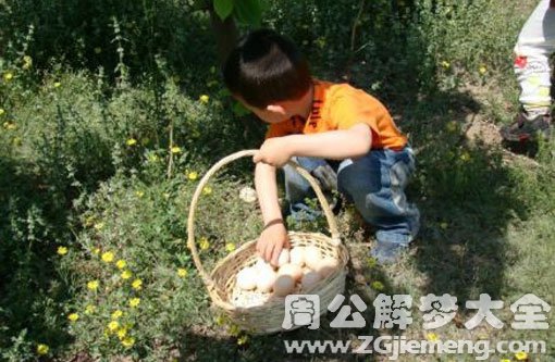 孕妇梦见捡很多鸡蛋 孕妇梦见捡很多鸡蛋