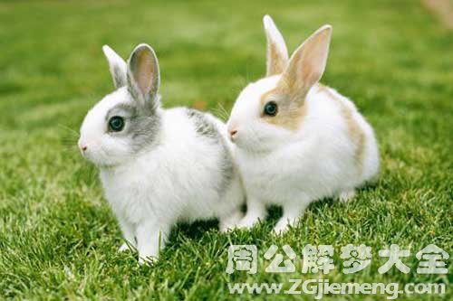 孕妇梦见生兔子 孕妇梦见生兔子