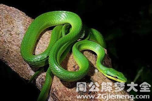 孕期老公梦见蛇 孕期老公梦见蛇