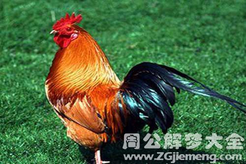 孕妇梦见被鸡追着咬 孕妇梦见被鸡追着咬