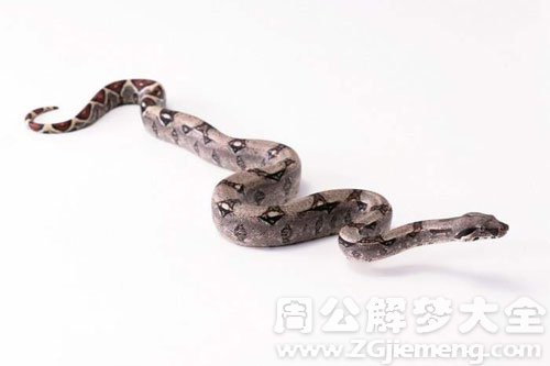 怀孕5个月梦见蛇