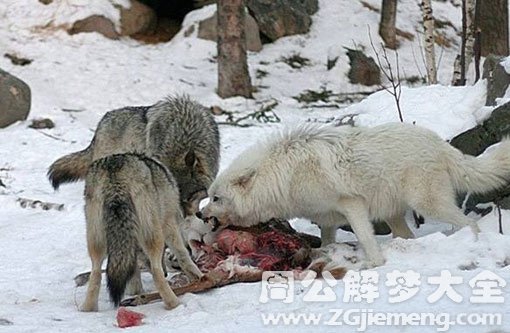 孕妇梦见打死狼 孕妇梦见打死狼