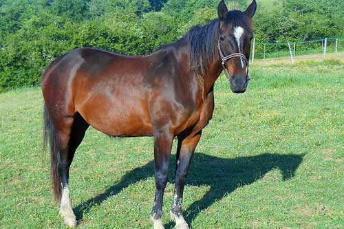 怀孕梦见马 怀孕梦见马