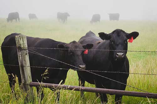 孕妇梦见大黑牛 孕妇梦见大黑牛