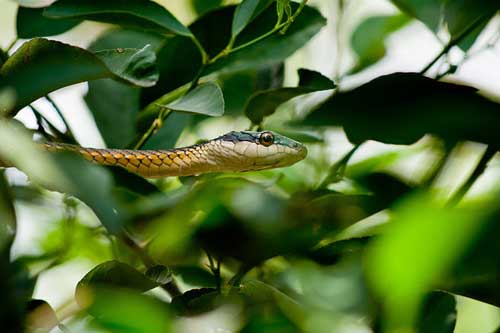 怀孕初期梦见蛇