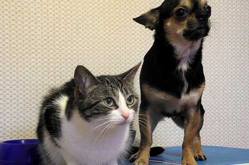 孕妇梦见猫狗 孕妇梦见猫狗